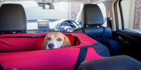 Safe car travel with your dog: Crash-tested harnesses, crates and carriers