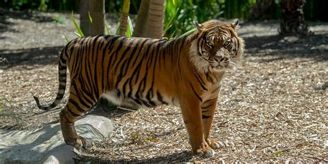 Sumatran Tiger Facts & Information - Adelaide Zoo