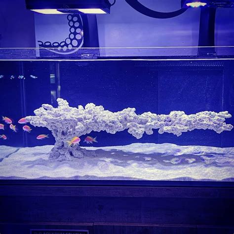 Incredible scape @krakencorals the new display tank will be using ...