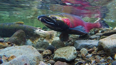 Coho Spawning on the Salmon River | The rivers, streams, and… | Flickr