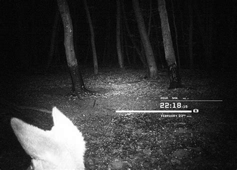 WOODS | at night on Behance