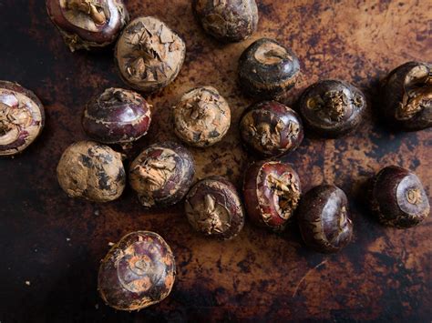 What to do With Fresh Water Chestnuts | Water chestnuts, Water chestnut, Fresh water