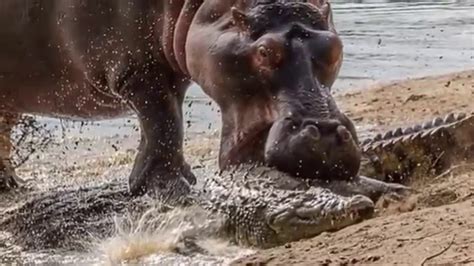 Crocodile Vs Hippo , Hippo Attack Crocodile 2016 - YouTube