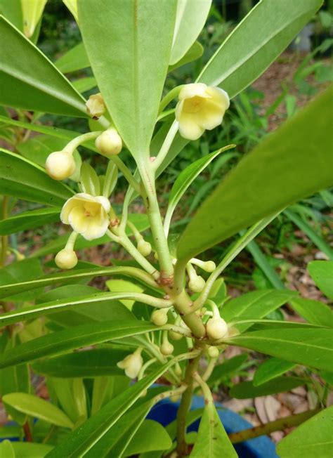 Yellow Anise (Illicium parviflorum 'Florida Sunshine') - Garden.org