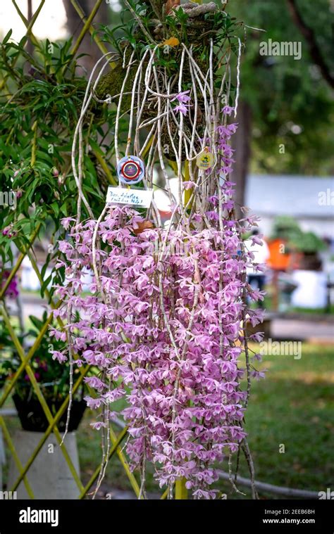 Amazing beauty of tropical rainforest orchids. Dendrobium Primulinum ...