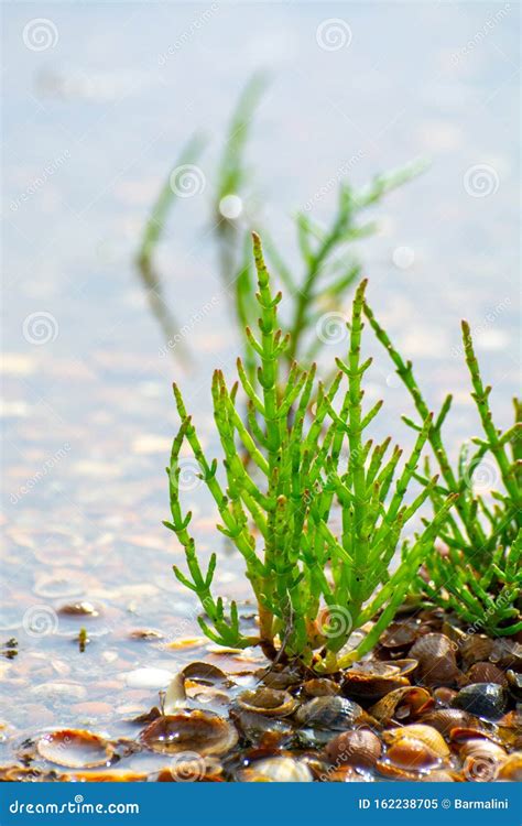 Salicornia Edible Plants Grow in Salt Marshes, Beaches, and Mangroves, Calles Also Glasswort ...