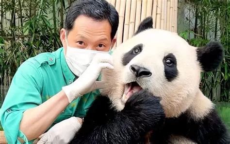 Chinese Netizens Want Korea's First Natural Born Panda, Fu Bao, to Stay ...