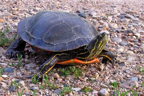 Painted Turtle Habitat: How to Setup an Indoor Enclosure?