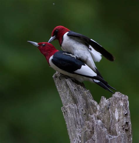 Beautiful mated pair of Redheaded woodpeckers