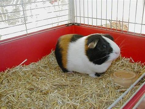 Guinea Pig Bedding | HubPages