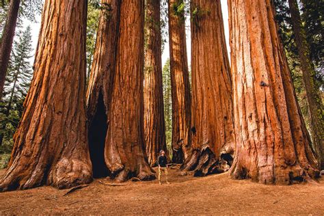 10 of the United States’ Most Beautiful Forests—Ranked