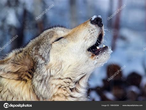 Alfa Macho Gris Lobo Aullando: fotografía de stock © chrisfinch99 ...