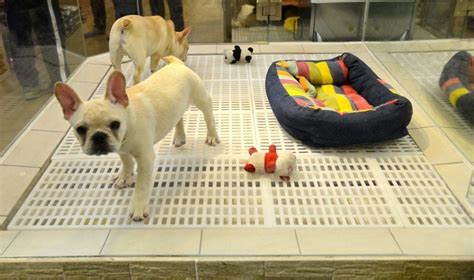 3 Secrets Revealed about Pet Store Puppies!