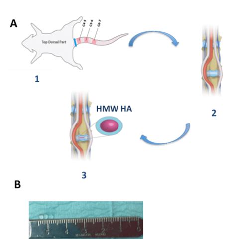 1. The schematic of the rat tail disc injury model and the high... | Download Scientific Diagram