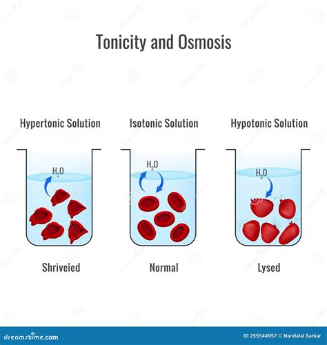 Effects of Hypertonic, Hypotonic and Istonic Solutions To Red Blood Cells Stock Vector ...