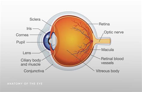 Eye Muscle Anatomy