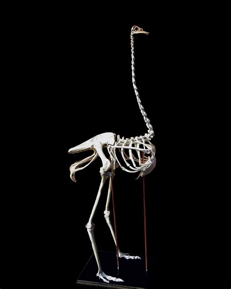 Taxidermy Ostrich Skeleton