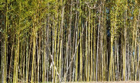 Bamboo Trees Free Stock Photo - Public Domain Pictures