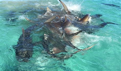 VIDEO: Tiger shark feeding frenzy in WA - Australian Geographic