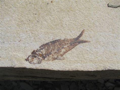 Fossil Fish Dig – Kemmerer Wyoming – Catching Marbles