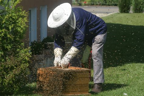 Bee Nest Removal - Why You Should Use a Beekeeper Instead of an Exterminator - Complete Beehives