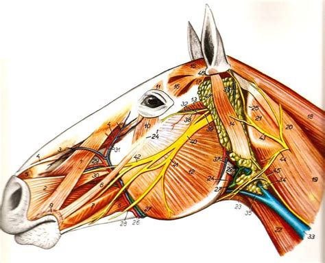 anatomy of a horse head | Superficial structures of the head of horse, lateral view. | Horse ...