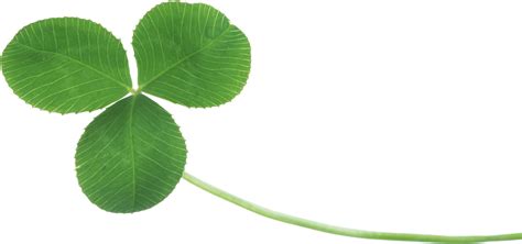 Clover PNG image