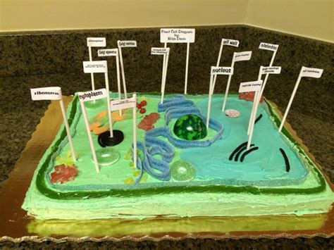 Edible plant cell project. | Plant cell, Plant cell cake, Cells project