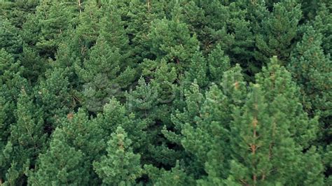 Conifer Forest From Above. Stock Footage - YouTube