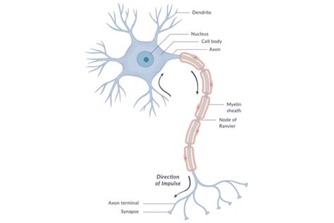Neuron Anatomy, Nerve Impulses, and Classifications