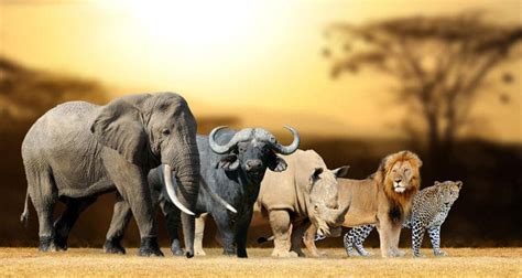 Africa's Big 5 Safari Animals - Big Five Game