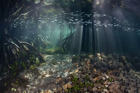 Mangrove Forest - Underwater Seascapes