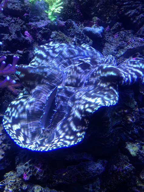 purple sea creatures | Fish, sea life, and stuff | Pinterest