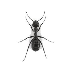 Little Black Ant | Professional Pest Extermination At Affordable Price