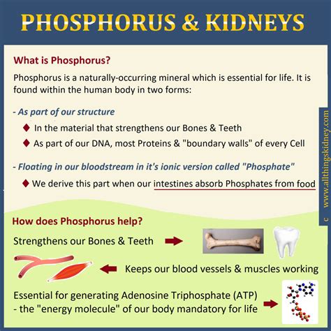 Phosphorus & the CKD Diet - All Things Kidney ~ Official