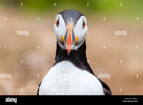 A beautiful young puffin staring with big open eyes into camera Stock Photo - Alamy