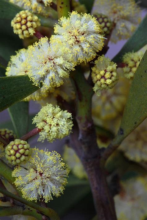 Acacia melanoxylon ( acacia negra) | Beautiful flowers, Australian native plants, Beautiful roses