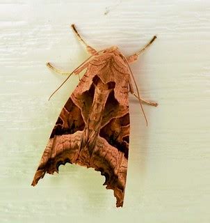 Angle Shades moth | Phlogophora meticulosa | Rob Mitchell | Flickr