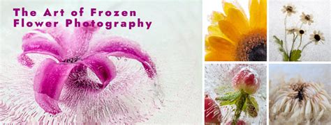 The Art of Frozen Flower Photography – Photography Adventures