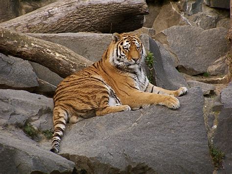 File:Panthera tigris altaicaPanthera tigris altaica Tierpark Berlin ...