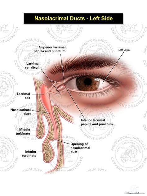 Left Nasolacrimal Ducts