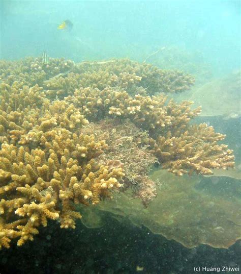 Coral Reefs - Coral Reefs of Singapore