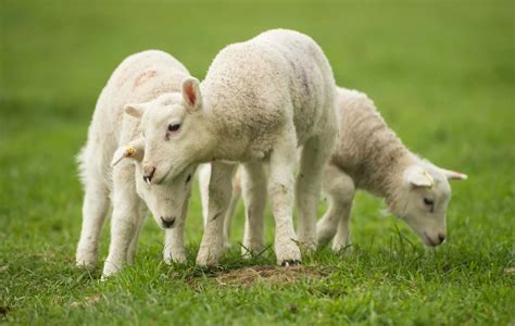 Spring Lambs - Bristol Live