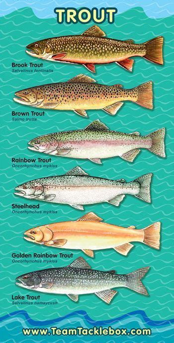 teamtackebox - trout chart.jpg 350×688 pixels | Fish, Trout, Trout fishing