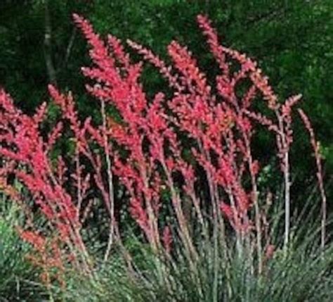 Red Yucca Plant Texas Yucca Hesperaloe Parviflora | Etsy