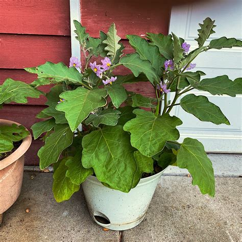 Growing Eggplant In Containers | Hot Sex Picture