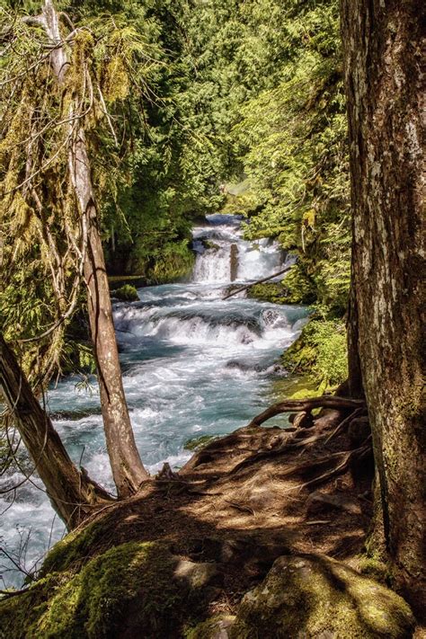 McKenzie River Trail, USA