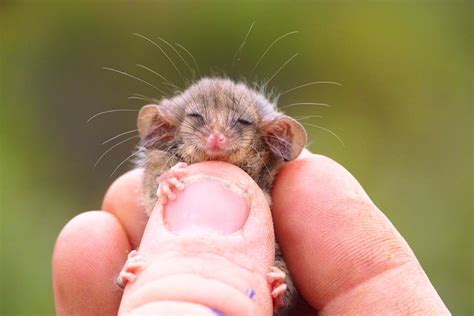 Ecco le prove che il più piccolo opossum al mondo è sopravvissuto agli ...