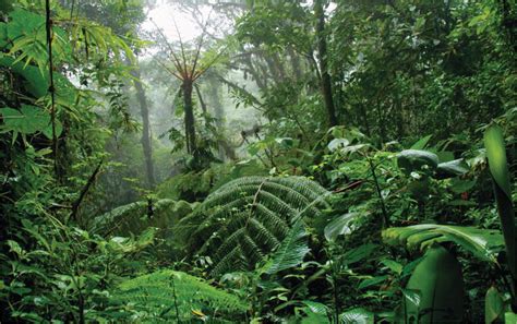 Tropical Forests Are An Ideal Habitat for Wide Array of Wildlife ...