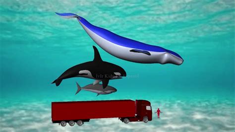 Ballena azul Animal más grande del mundo Comparación de tamaño animado para niños | IvIr Kids ...